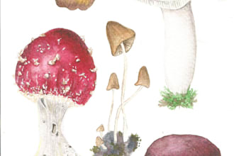 do a watercolor illustration