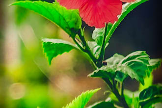 do adobe photoshop editing and photo manipulation