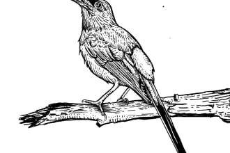 do pencil sketch or hand drawn art