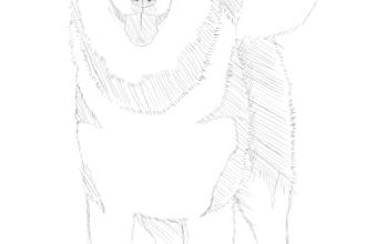 sketch your beloved pet