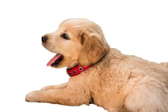 provide background removal in quick delivery