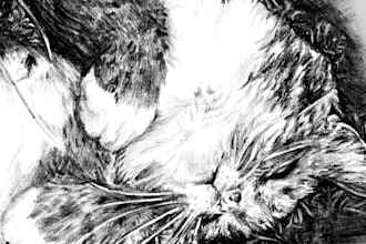 digitally sketch your pet