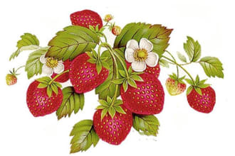 create a highly detailed line art of botanical illustration