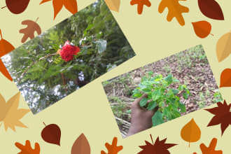 provide a wellness herbal powder change life