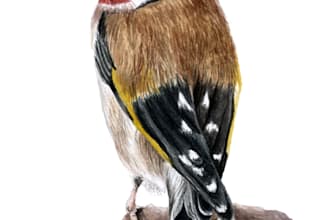 paint any bird you like, wild bird, pets