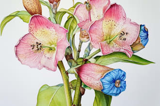 botanical flower plants scientific illustration