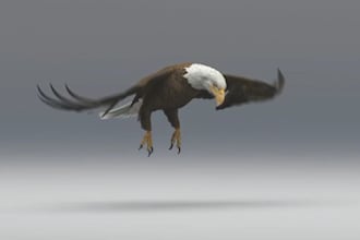 create 3d animal animation, rendr cgi animal model, animal rigging, xgen, fur