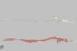 design and illustrate the internal anatomy of your creature