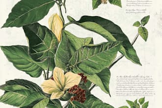create a beautiful vintage botanical illustration poster