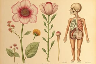 do botanical and anatomical scientific illustrations