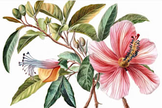 draw botanical illustrations of flowers, plants, fruits