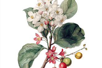 draw a vintage style botanical illustration in watercolor