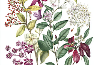 line art illustrations, botanical flowers, plants