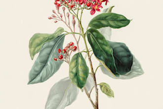 make a watercolor illustration of a botanical flower design