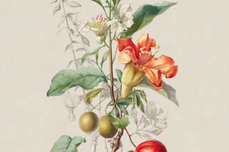 draw botanical illustrations of flowers, plants, line art