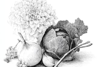 draw botanical and animal designs and patterns for you