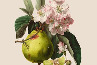 illustrate best botanical illustration