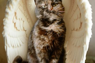 create pet memorial rainbow bridge photo
