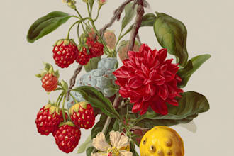 create insects, animals and botanical illustrations