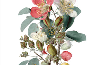 draw botanical illustrations of flowers, plants, fruits