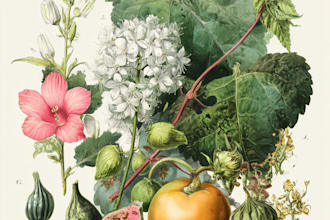 paint botanical illustration of plants, fruits, flowers, vegetables, herbs