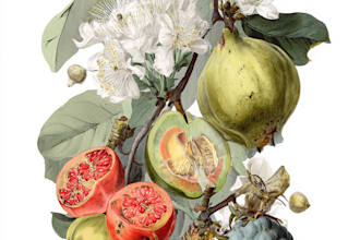 draw botanical and animal designs and patterns for you
