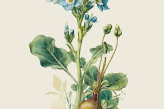 a botanical watercolor illustration