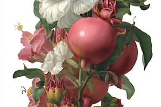 draw botanical illustrations of flowers, plants