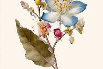 create botanical illustration art for you