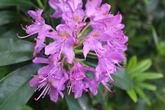 take lovely photos of nature for you