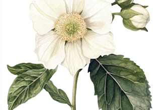 draw a detailed botanical illustration of a plant or flower
