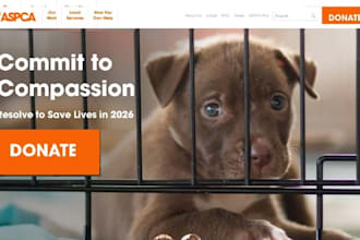 design squarespace  veterinary website pet care website pet store site