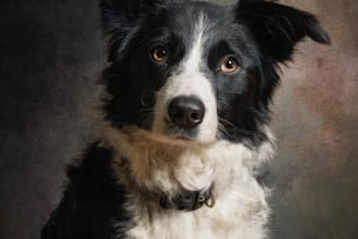draw custom pet portrait or pet illustration in tattoo style