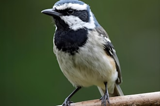 draw any bird species for you
