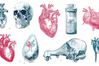draw anatomy and medical vector illustration