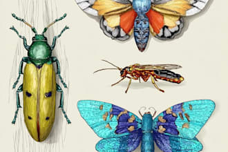 do colour insects illustration