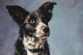 draw your pet as a disney character cartoon portrait