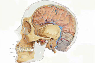 draw detailed medical illustrations
