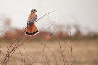 professionally edit photos with SEO metadata