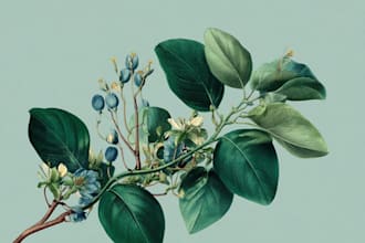 design romantic vintage botanical and floral illustrations