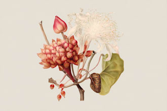 vintage botanical illustration hand drawn botanical art