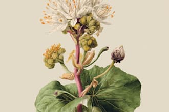 draw botanical illustrations of flowers, fruits and plants