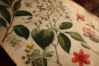 draw vintage botanical line art and floral illustrations