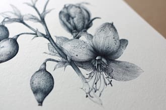 illustrate best botanical illustration