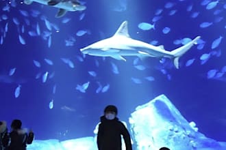 buy new york aquarim ticket for you