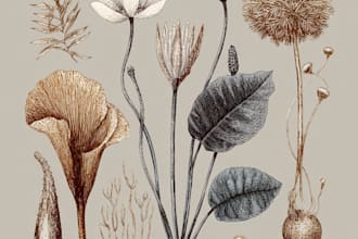 draw botanical illustrations of flowers