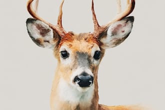 draw realistic animal illustration in watercolor