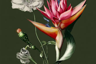 draw botanical illustrations of flowers, plants and fruits