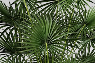 create realistic 3d plants and trees in speedtree for games and animation