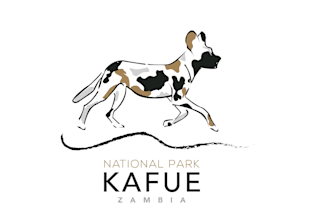 design wild, fierce and modern animal logo for your company